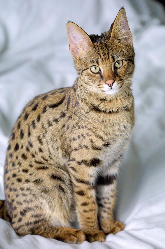 Die Savannah-Katze